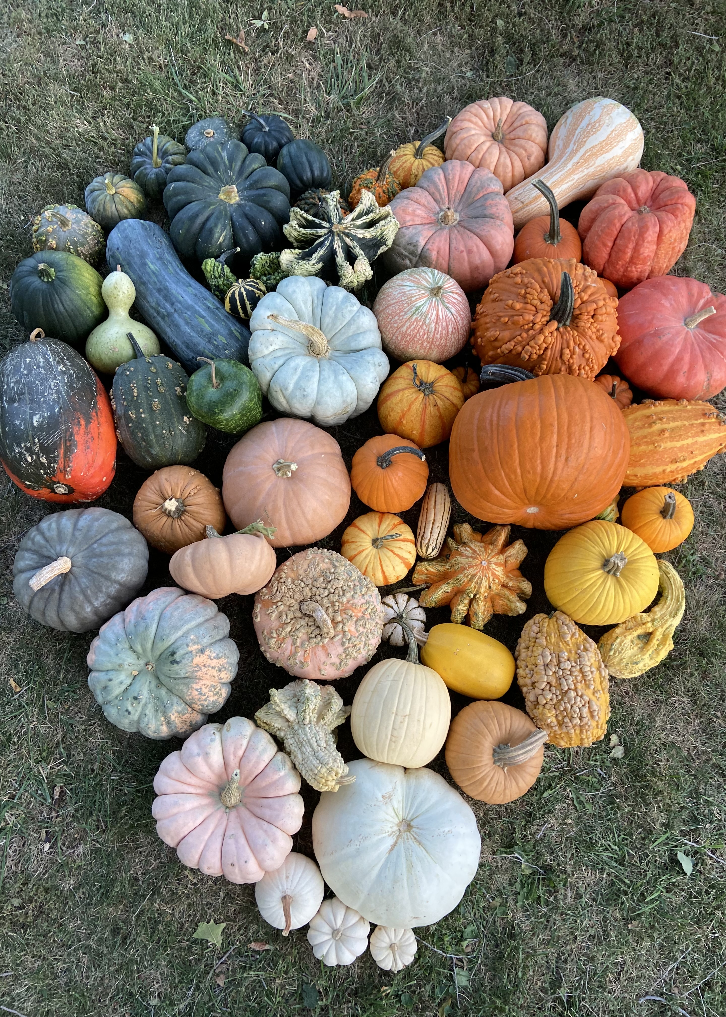 Cortum Farm & Co is known for their farm fresh specialty and decorator pumpkins and gourds 