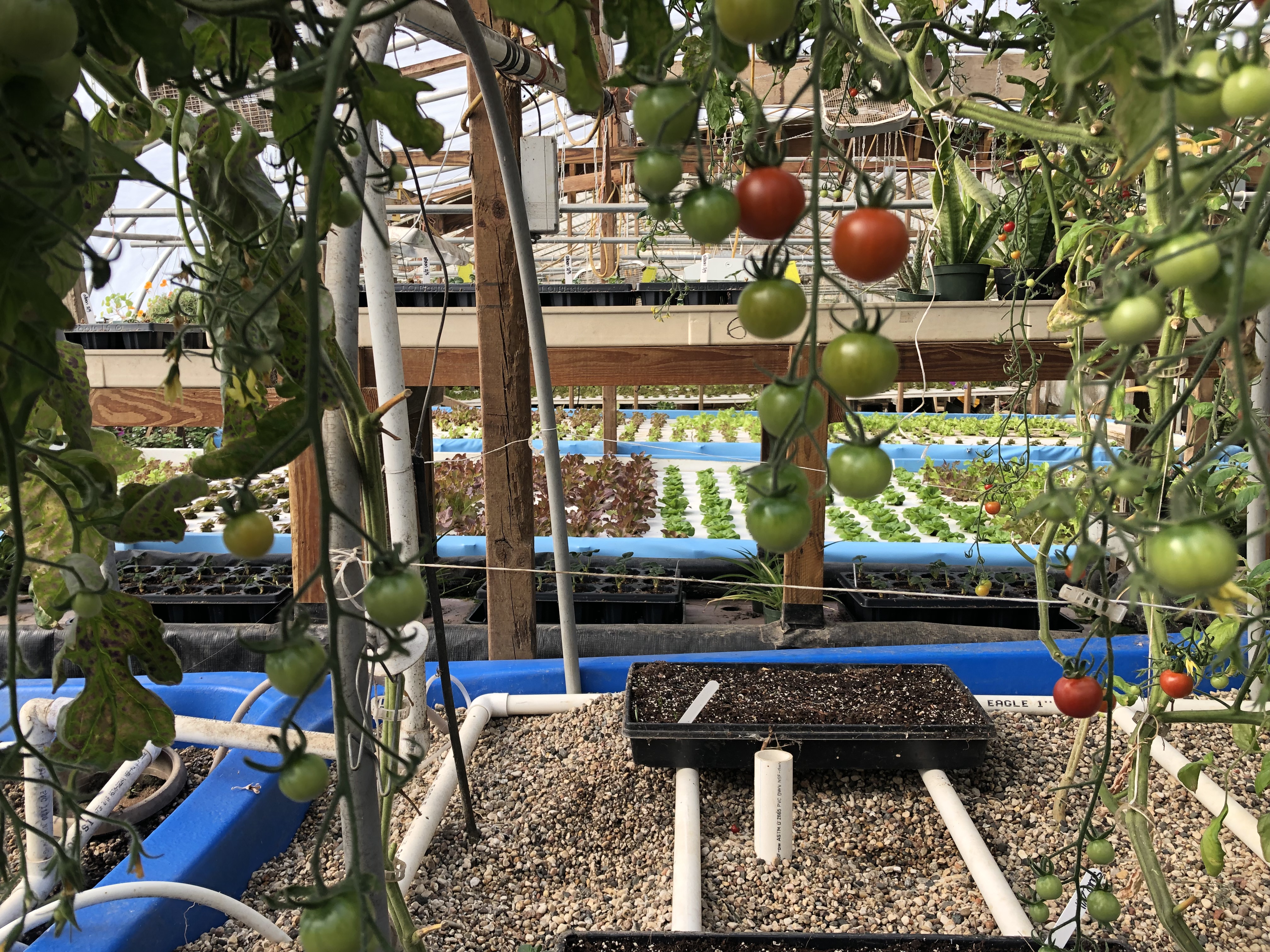 aquaponics greenhouse tomatoes