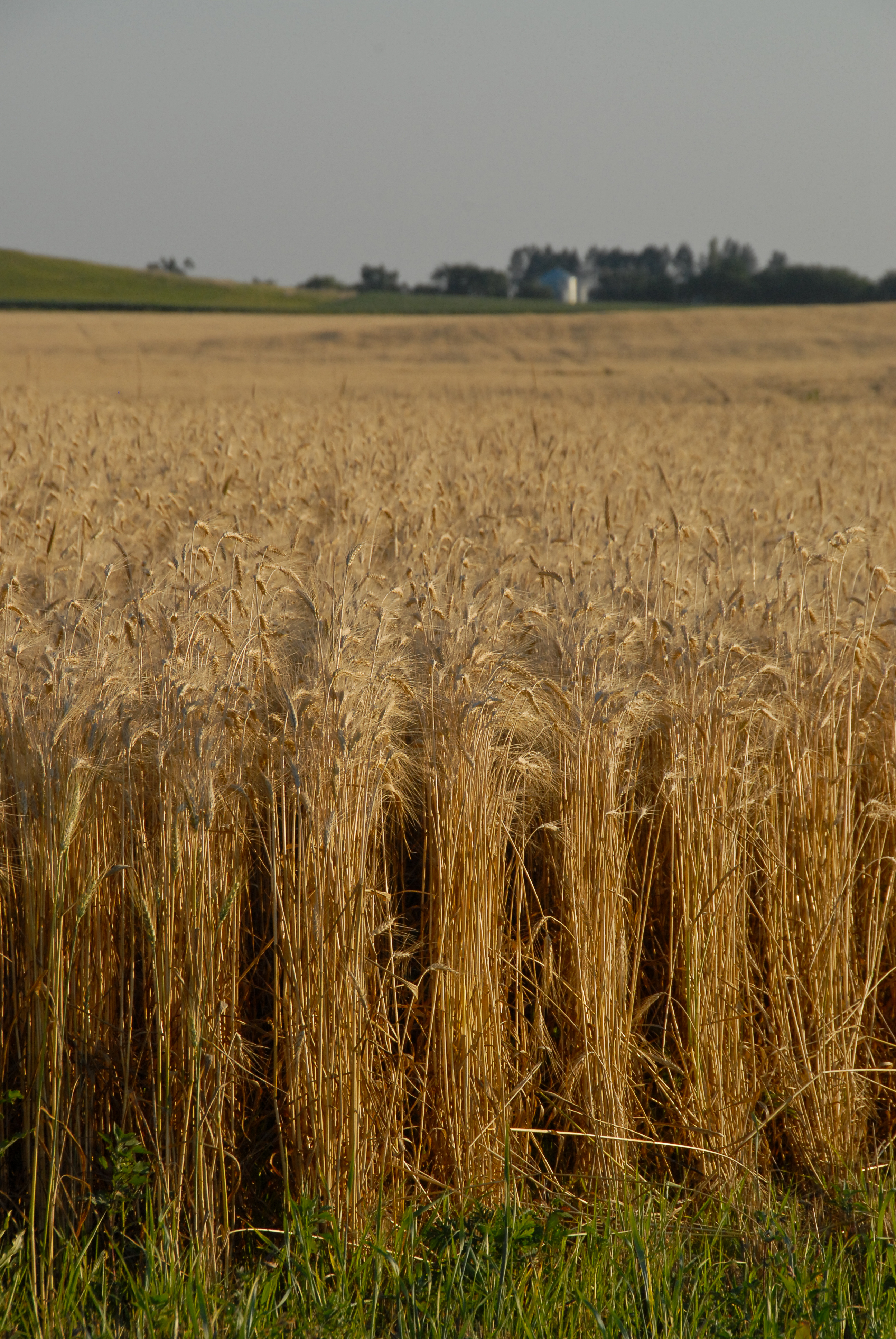 wheat field