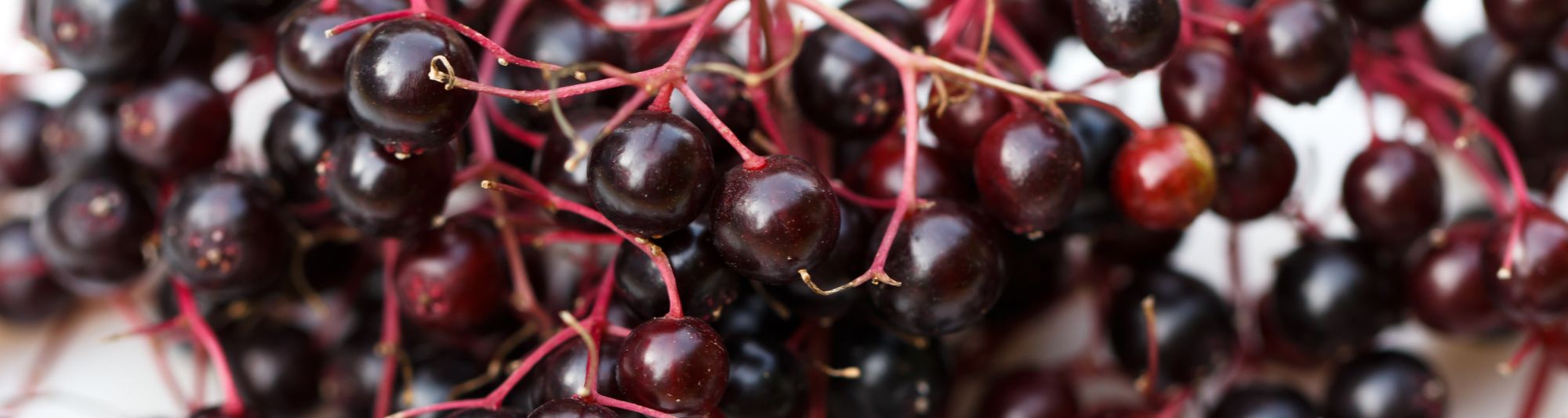 A branch of elderberries is arranged on a white background.