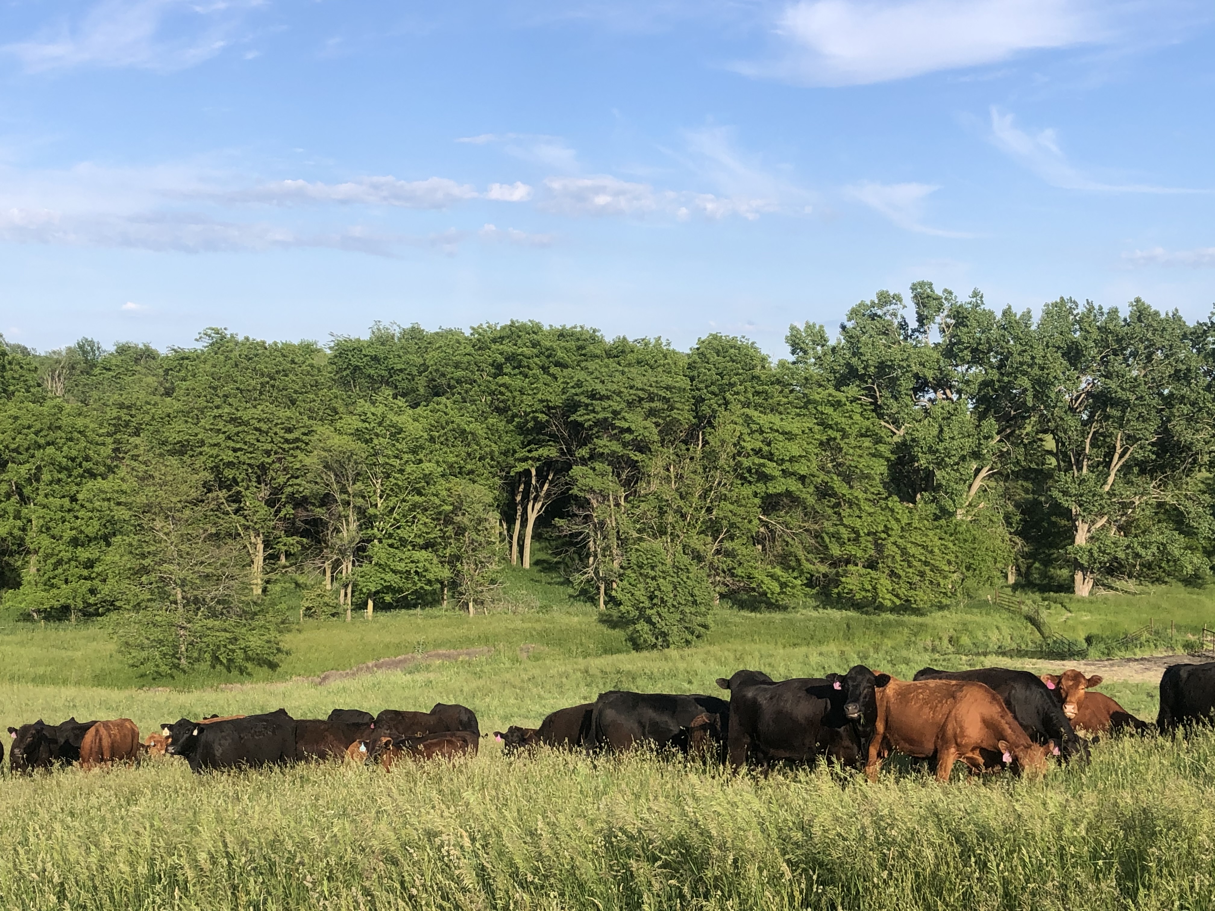 Cows stand in a hay field with trees and and a blue sky and wispy white clouds in the background.