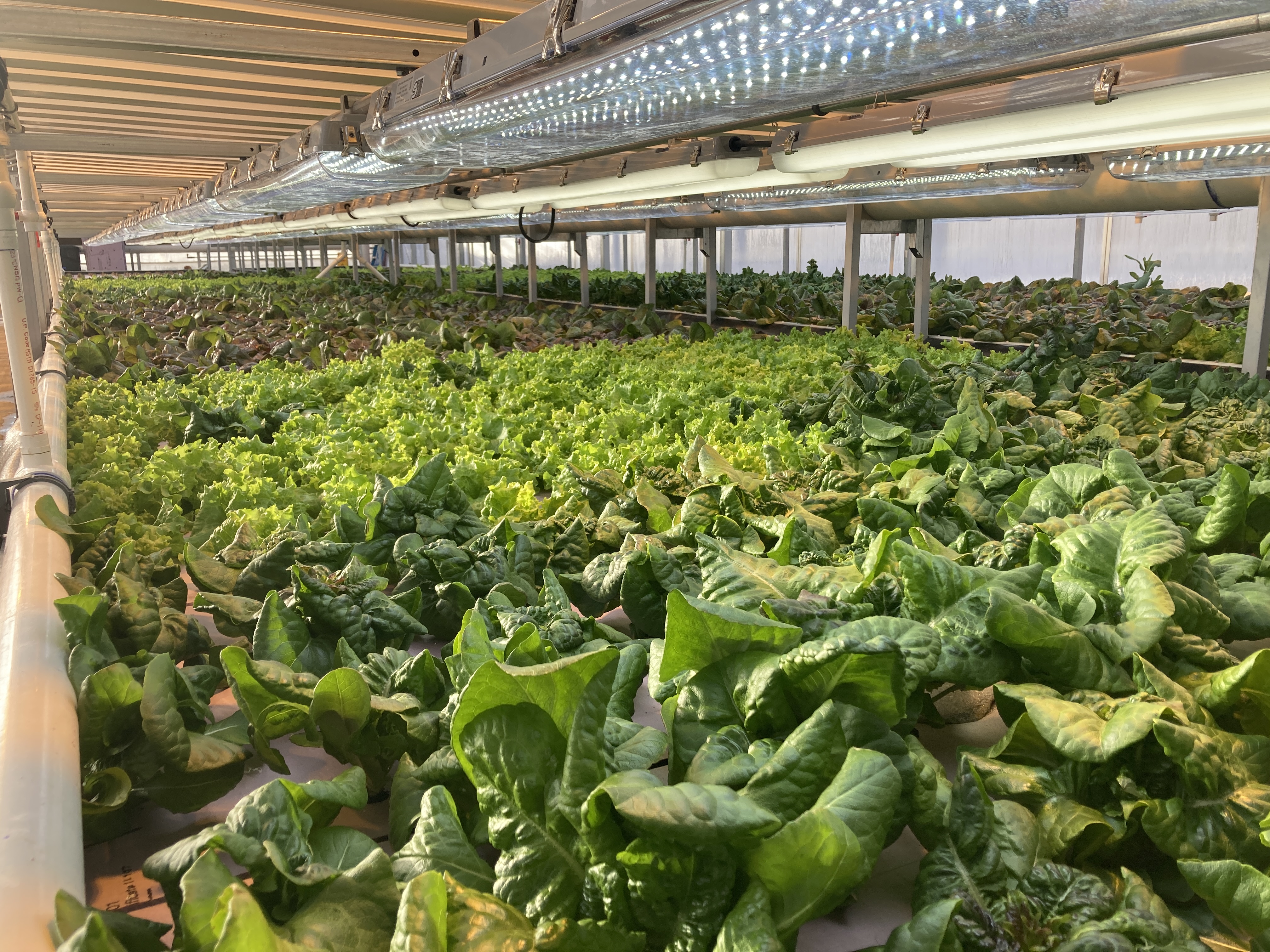 Romaine and Green Leaf grows in the greenhouses of Central Iowa Shelter Services.