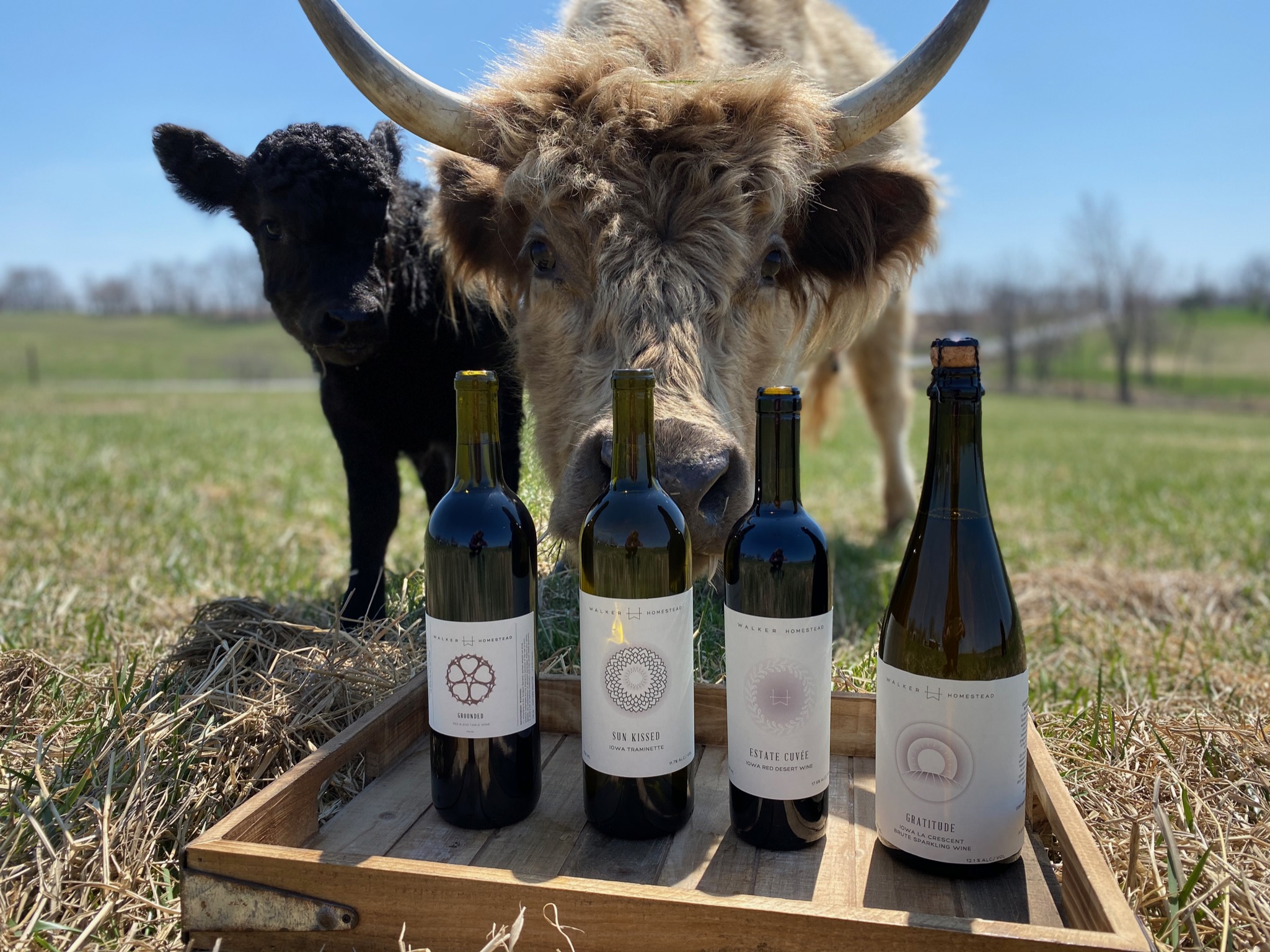 Some curious cows inspect the wine bottle offerings at Walker Homestead