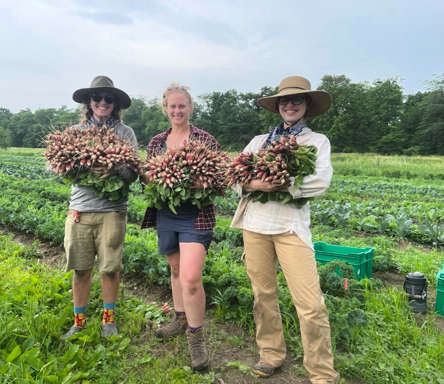 Three ladies stand in a vegetable field with arms brimming with piles of radishes.