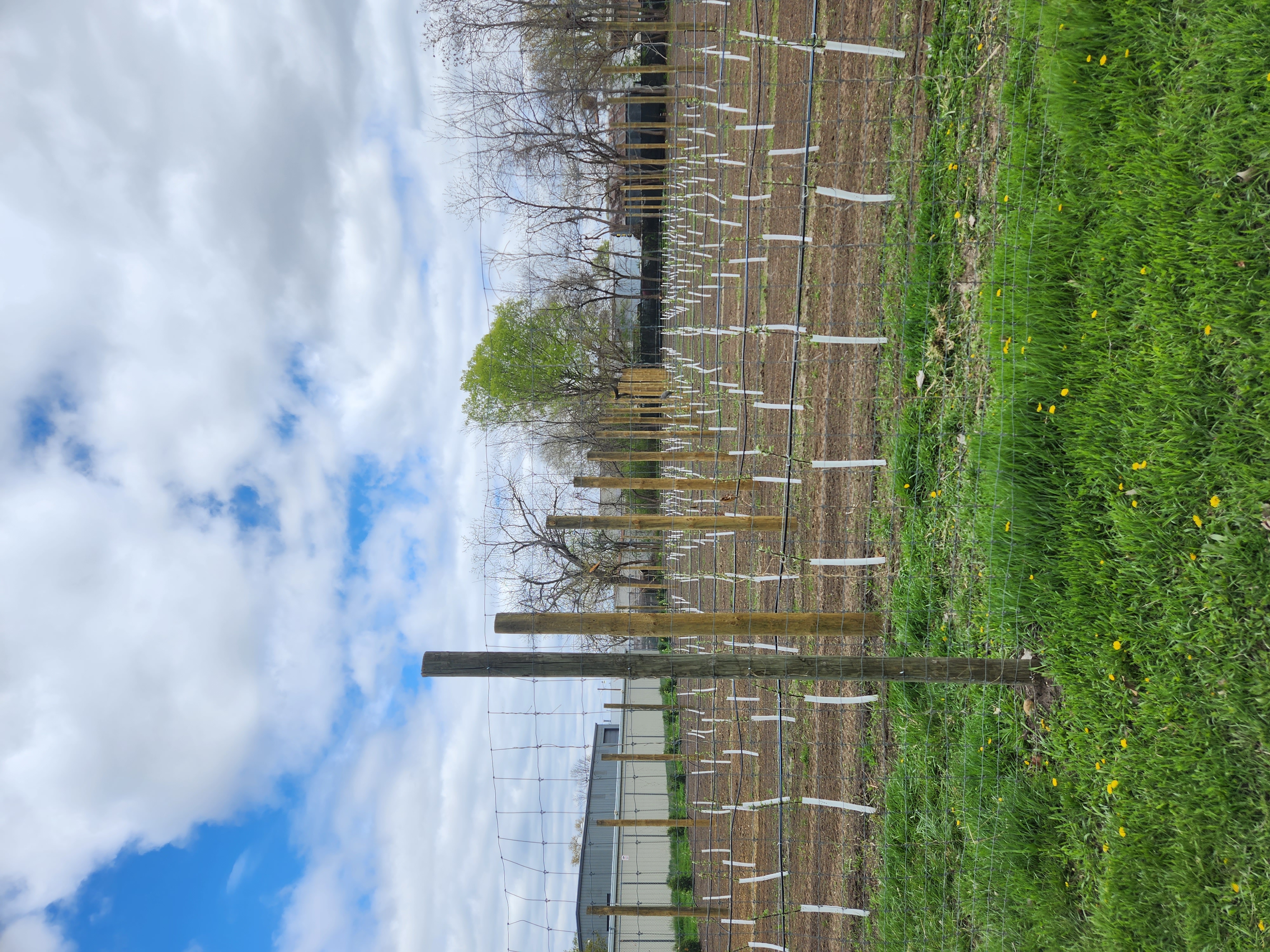 An orchard of apple tree seedlings.