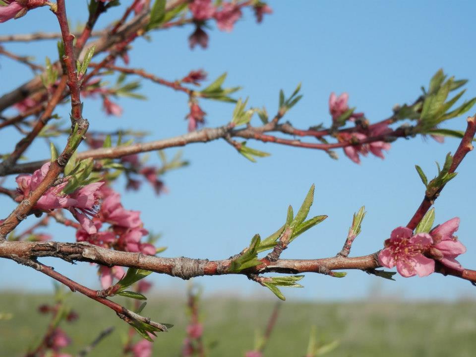 Apple blossoms are on the tree branches of an apple tree in this closeup.