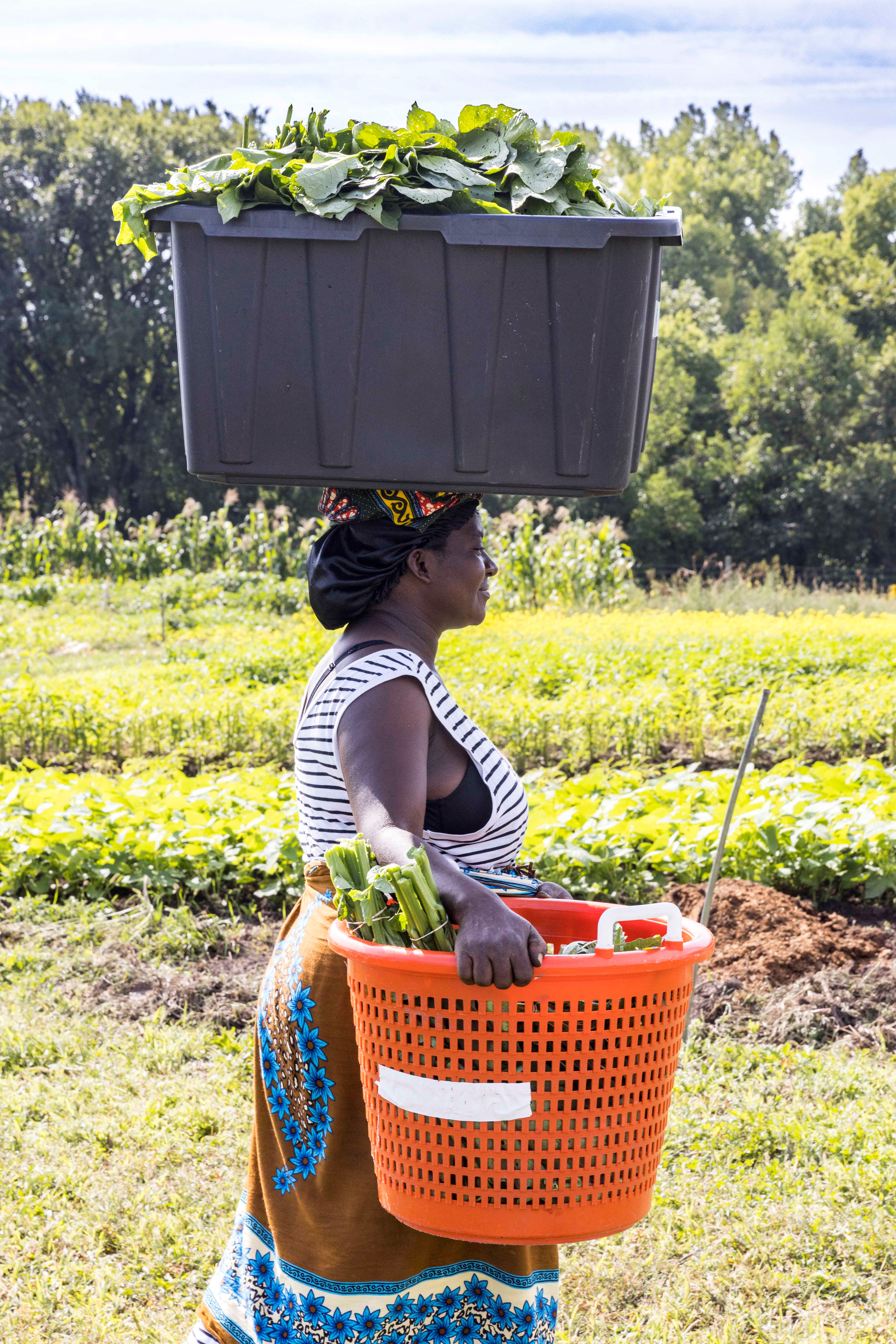 A women walks through a field with a large black bin balanced on her head and an orange basket held in her arms.