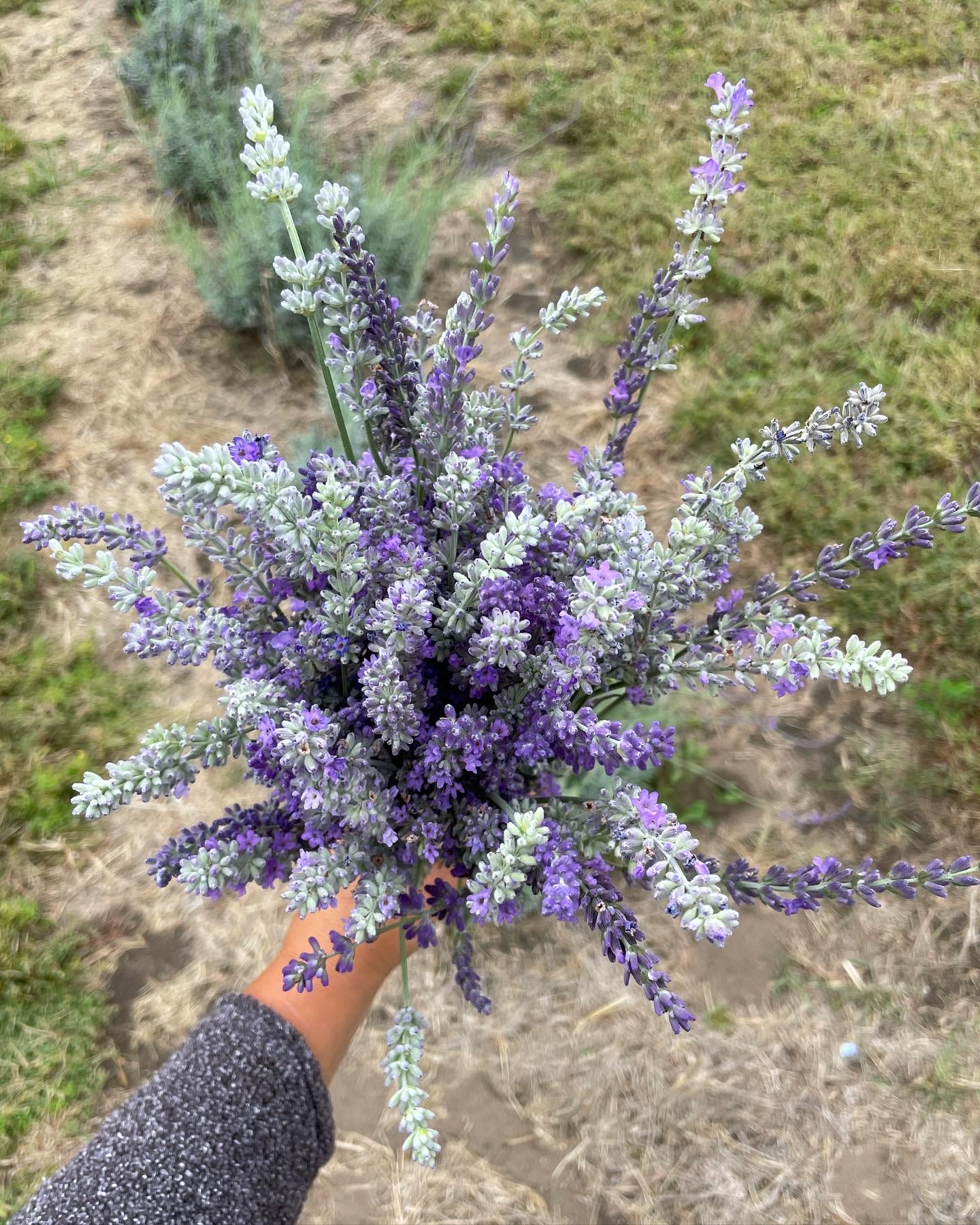 A bouquet of various lavender varieties is held out by a hand.