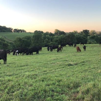 A herd of cows grazing in a field owned by ANDREW PESEK FARMS