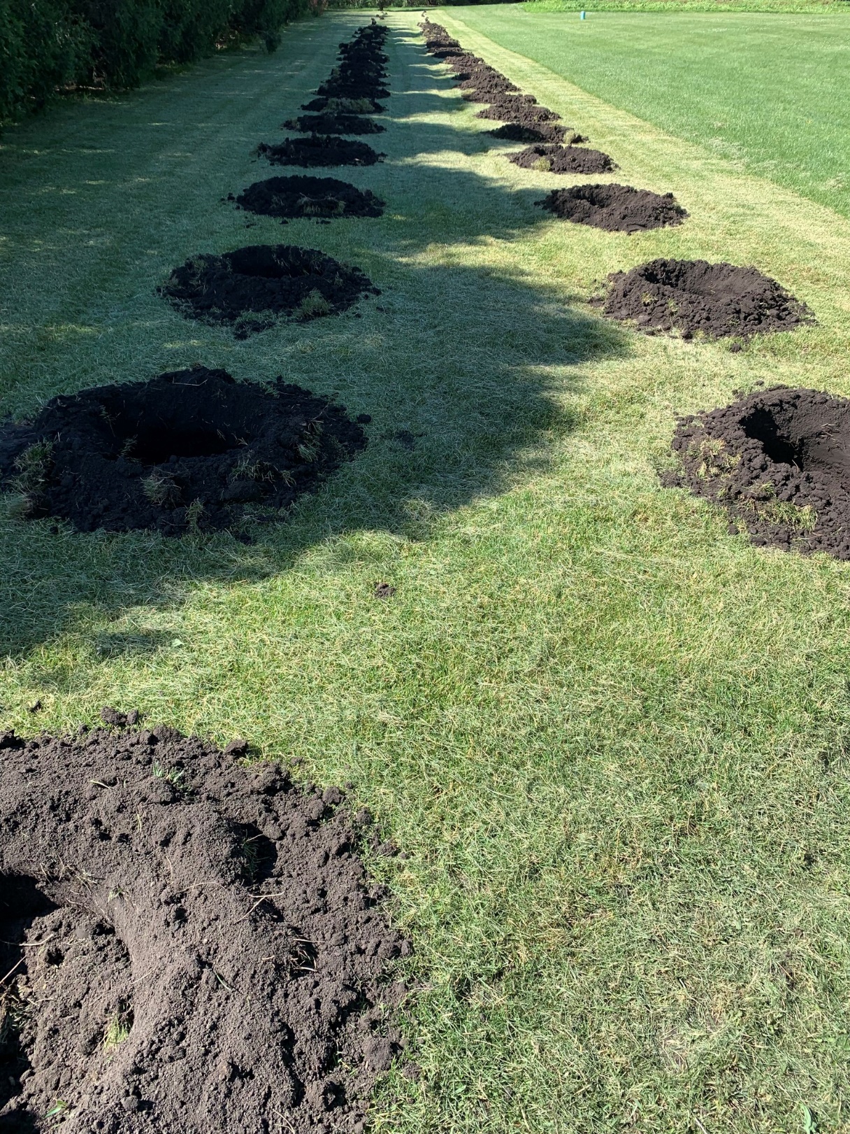 A row of holes sit ready for trees.