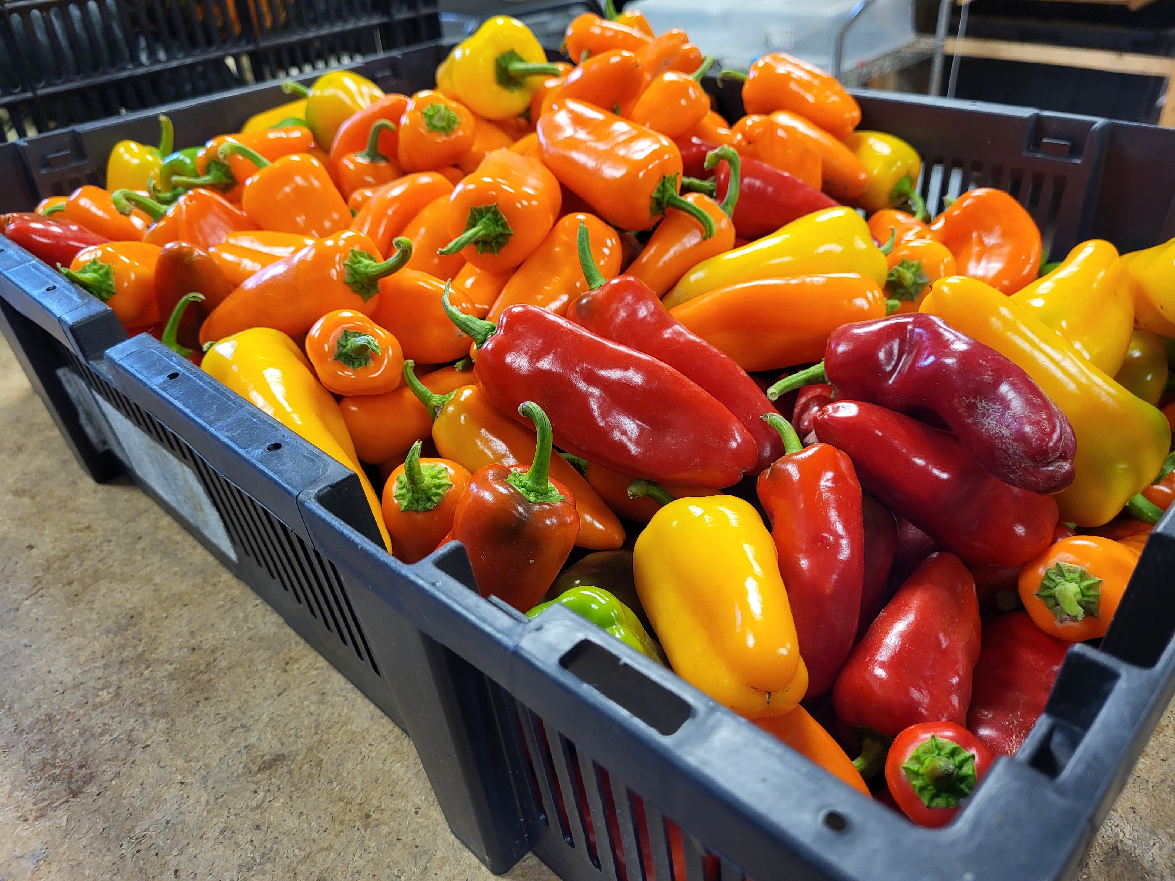 A black box is piled high with red, orange, and yellow peppers.