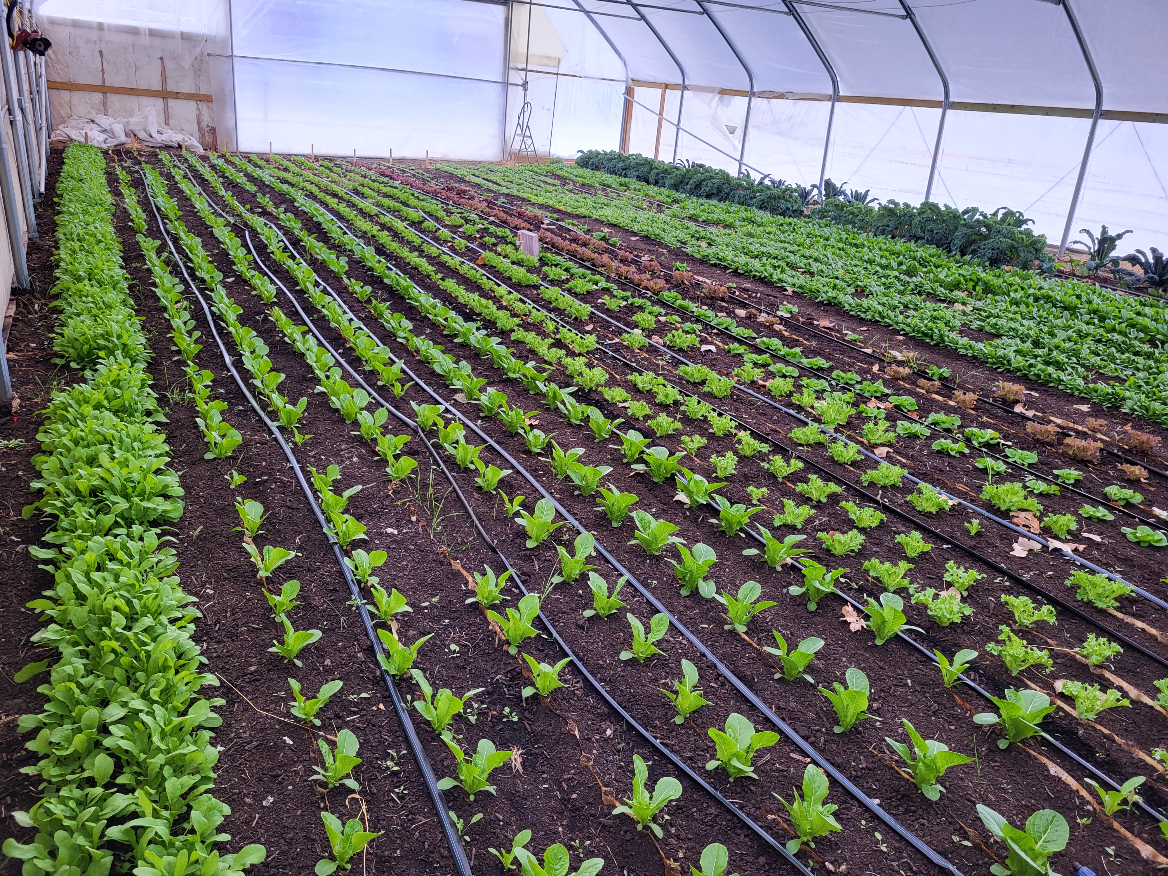 A greenhouse if full of seedlings.