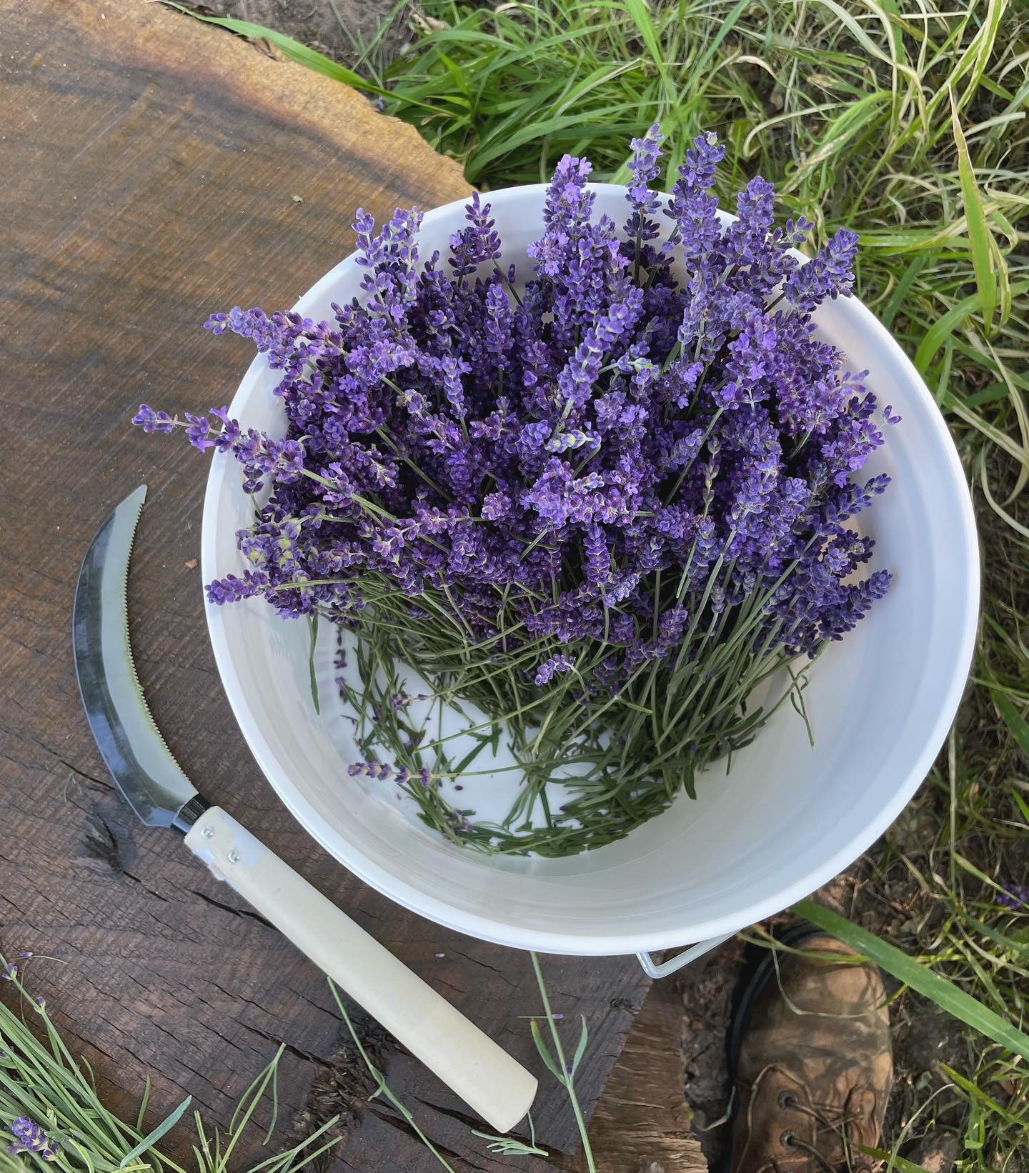 A bowl of cut lavender sits next to a small sickle.