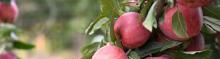 Apples from Apple Blossom Farm