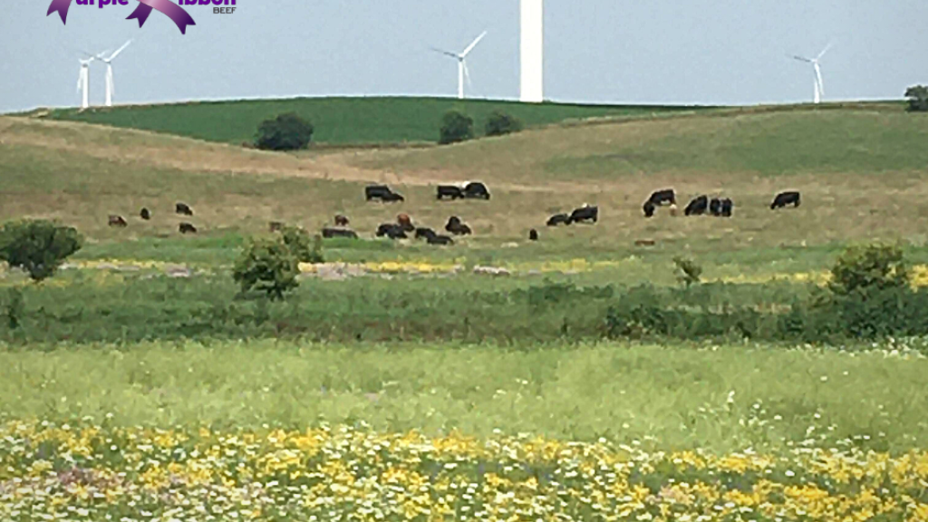 Cows on Pasture