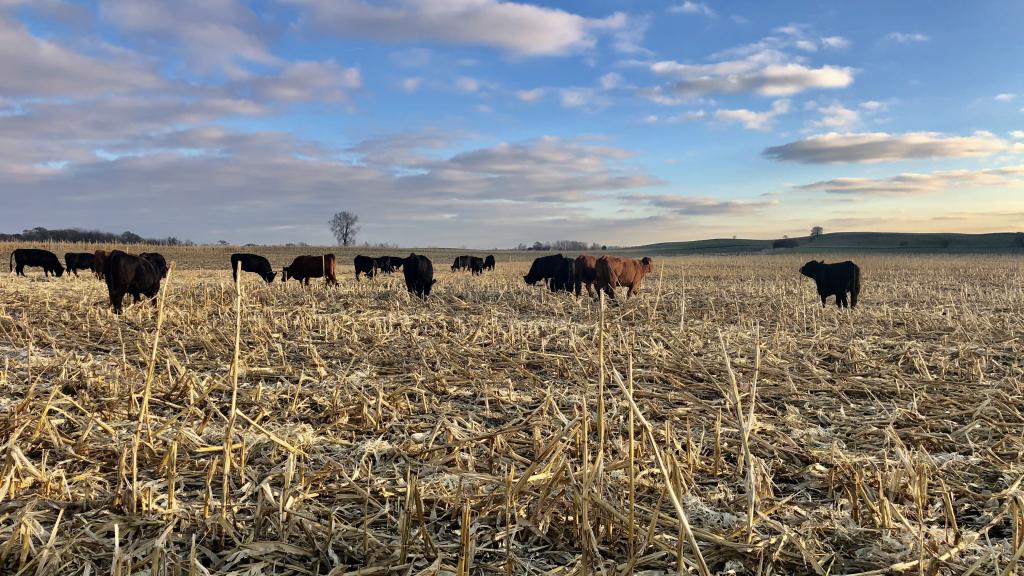 Momma Cows grazing on corn stalks