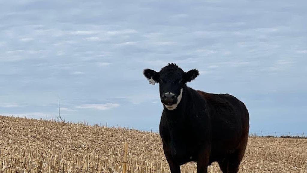 Cows on Corn Stalks