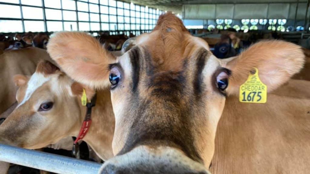 Cheddar the Cow