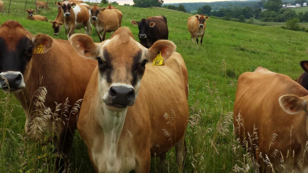 Cows grazing on pasture