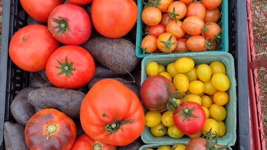 Crate full of colorful produce, including red, orange & yellow cherry tomatoes, red slicing tomatoes, purple and crescent potatoes and green okra. 