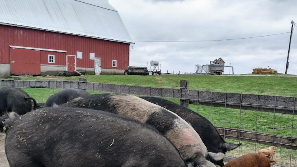 Sows with piglets on the feeding floor on a cloudy day, with barn in the background.