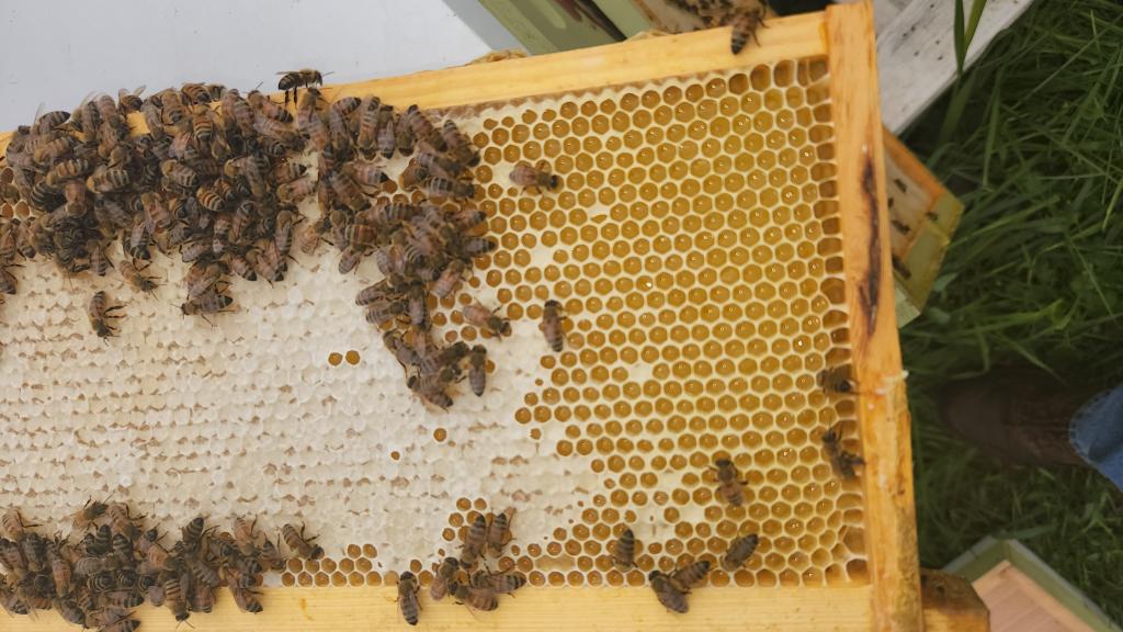 Honeybees on comb producing honey