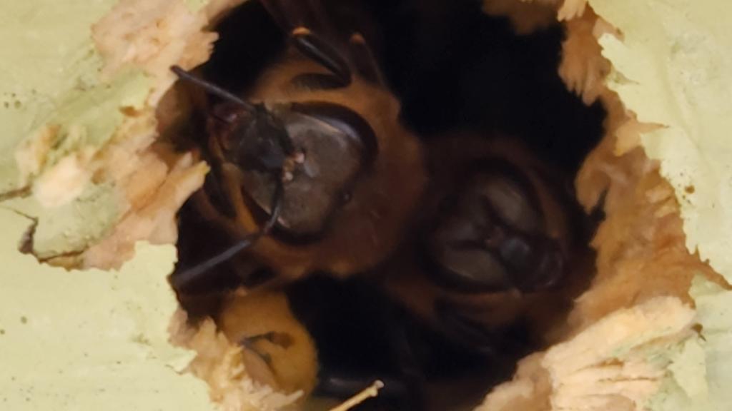 Curious eyes watching the beekeepers work