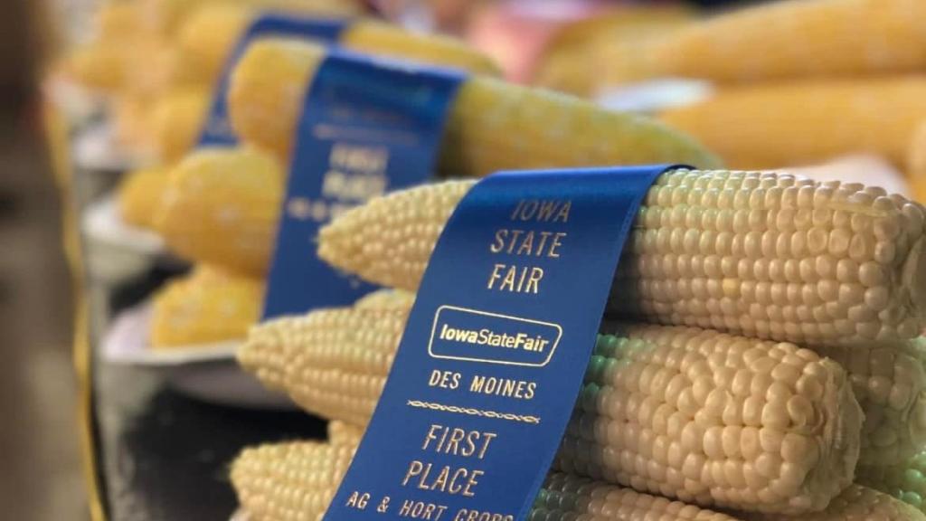 Iowa State Fair Award Winning Sweet Corn