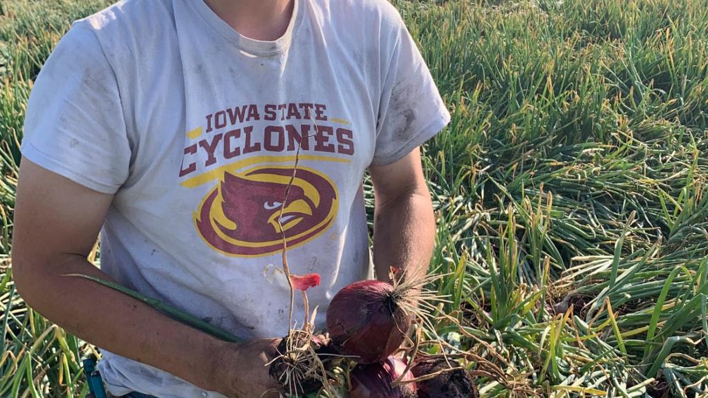 Scouting onions.