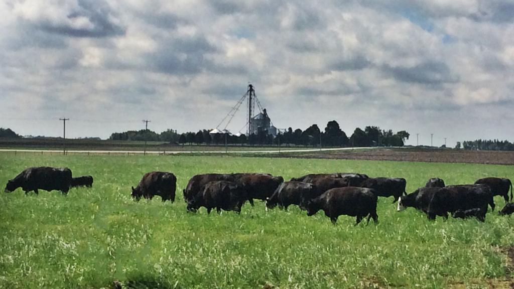 Cows on Home Pasture