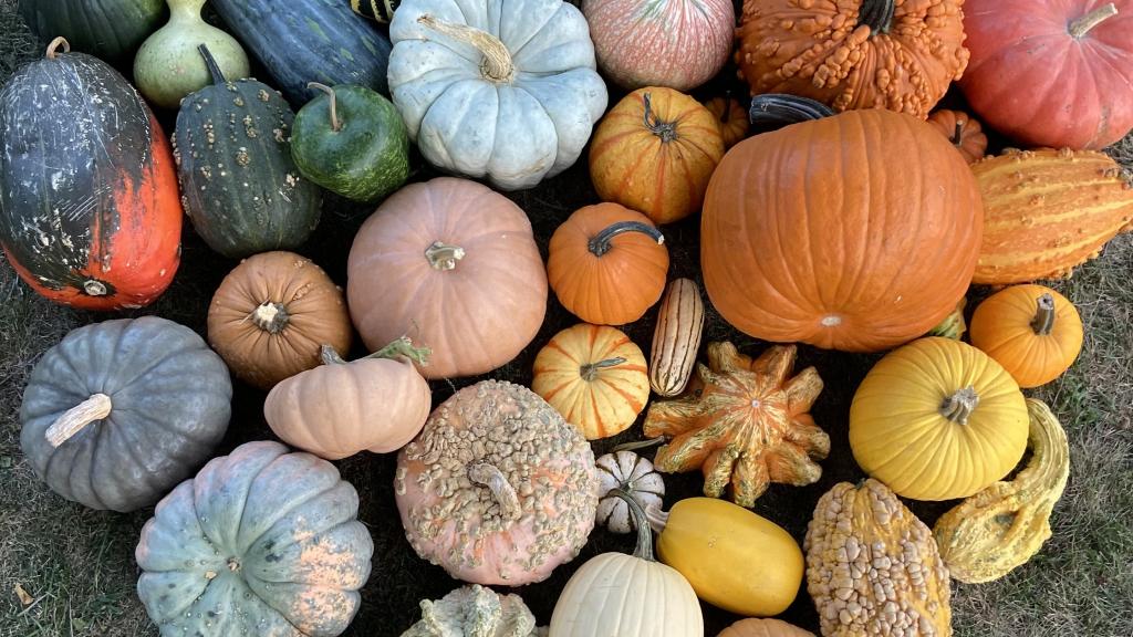 Cortum Farm & Co is known for their farm fresh specialty and decorator pumpkins and gourds 