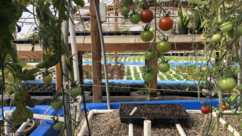 aquaponics greenhouse tomatoes