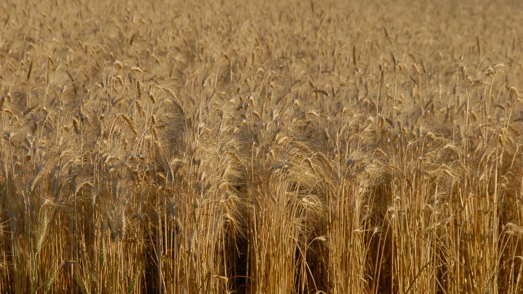 wheat field