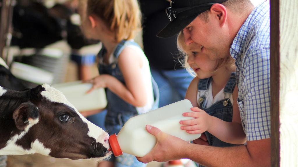 Father/daughter feeding bottle to calf