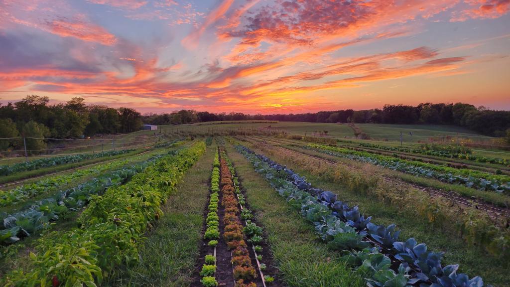 The sunset over a field of mixed vegetables