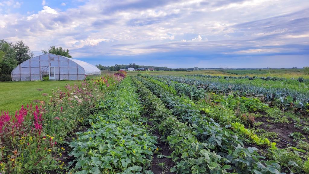 A field of vegetables and flowers next to a high tunnel