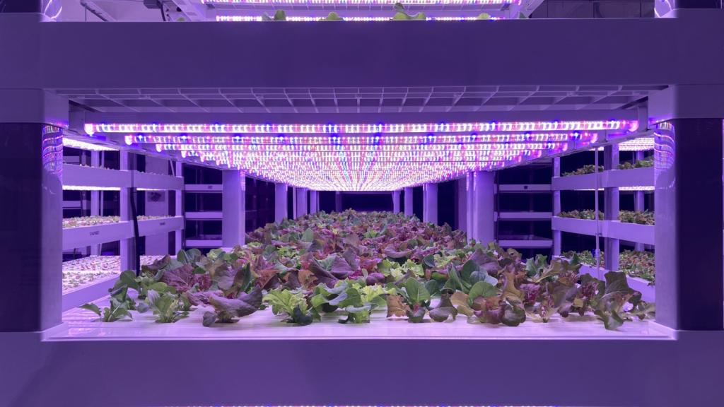 Photo of Spring Mix Growing in Indoor Farm