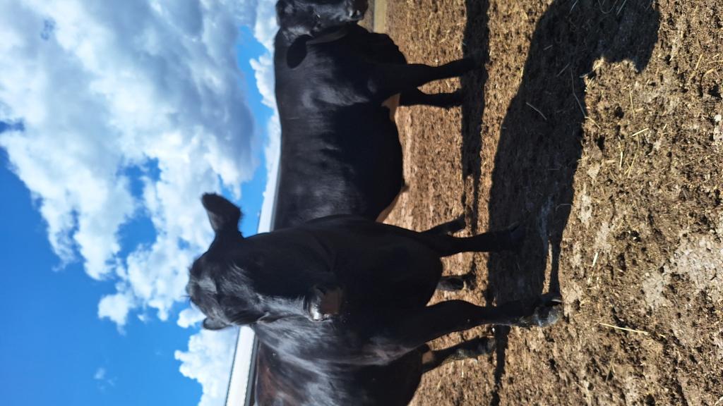 A picture of steers in a feed lot getting ready for delivery to the locker