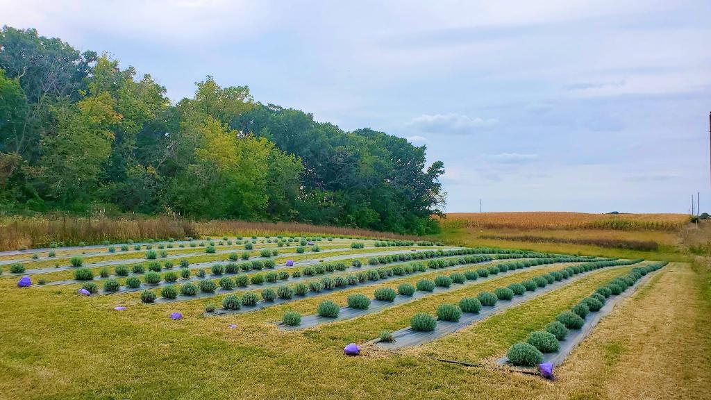 Lavender Field