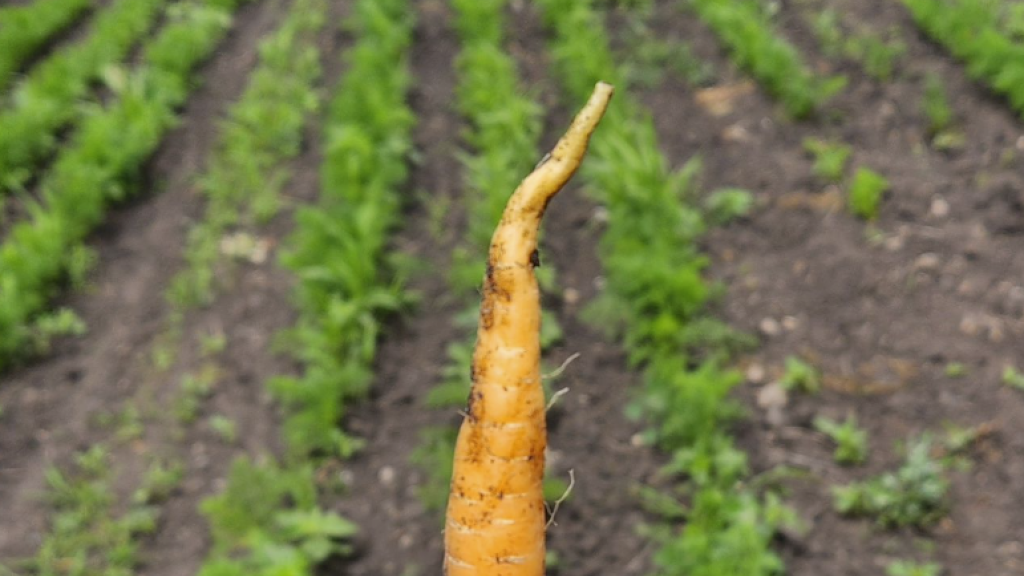 Carrot