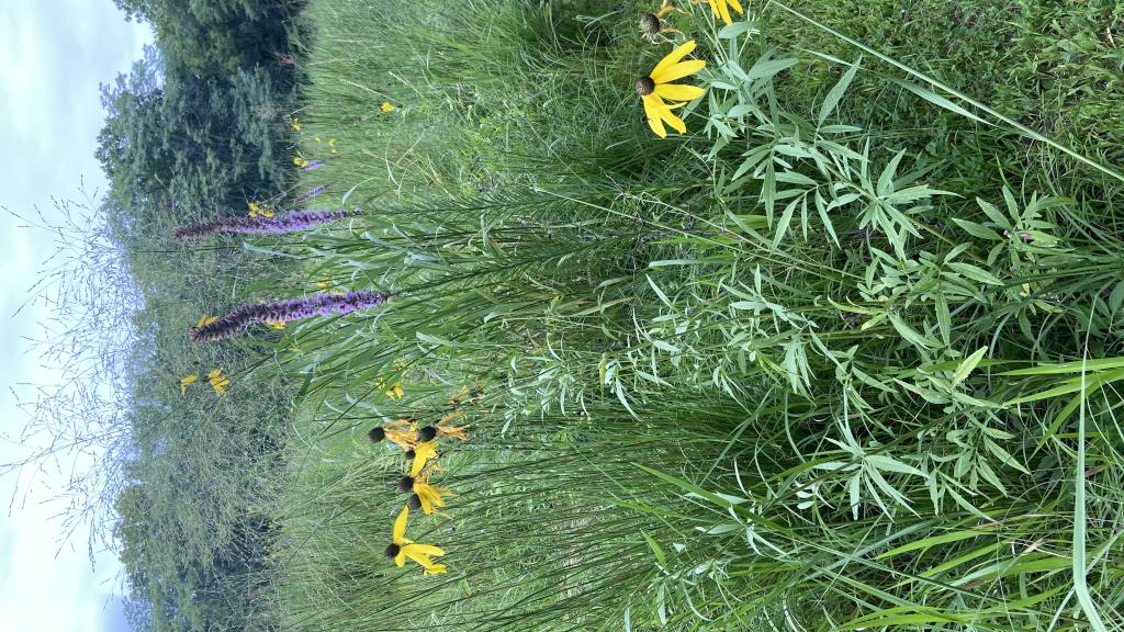 Six acres of native prairie