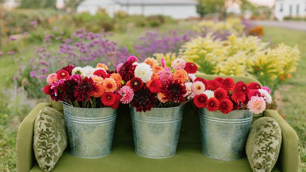 Dahlia Buckets