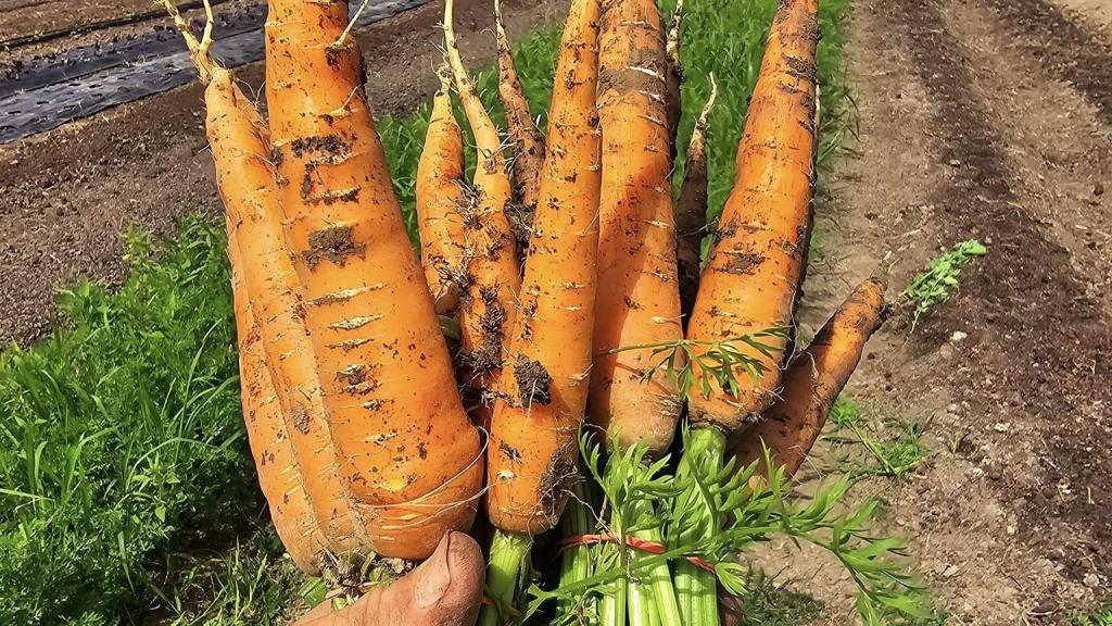 Carrots