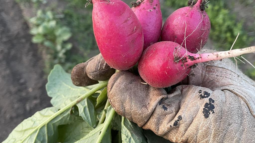 Radishes