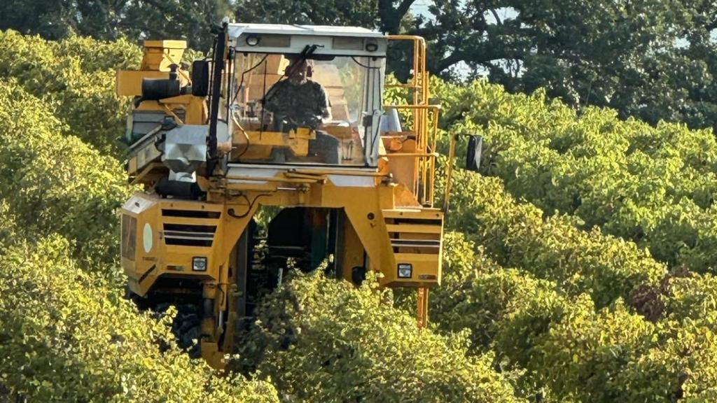 Grape Harvest