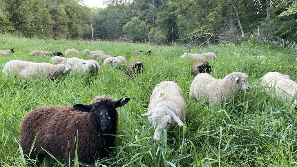 Tuuli flock grazing