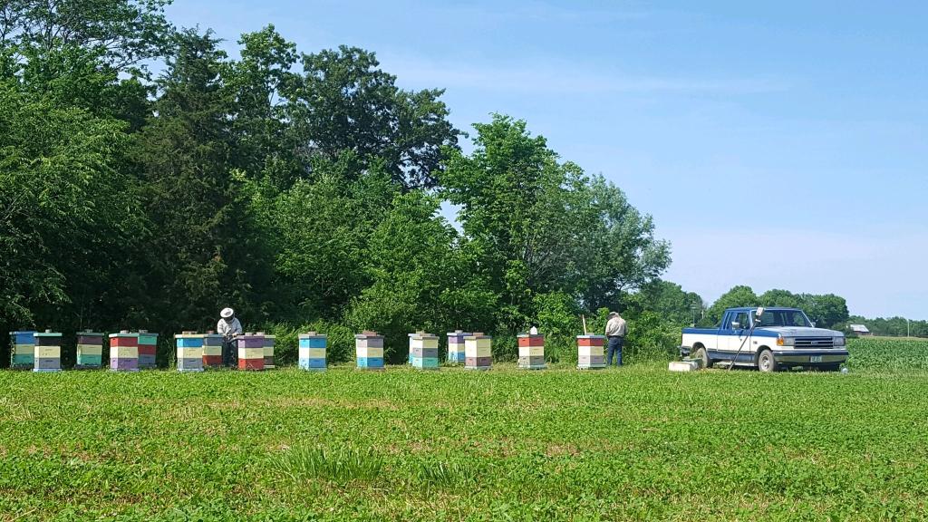 Bee Boxes