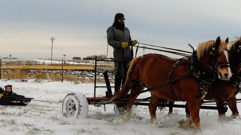 Our farm team, Molly and Dolly, getting some winter work pulling the kids.  Belgian/Halflinger cross