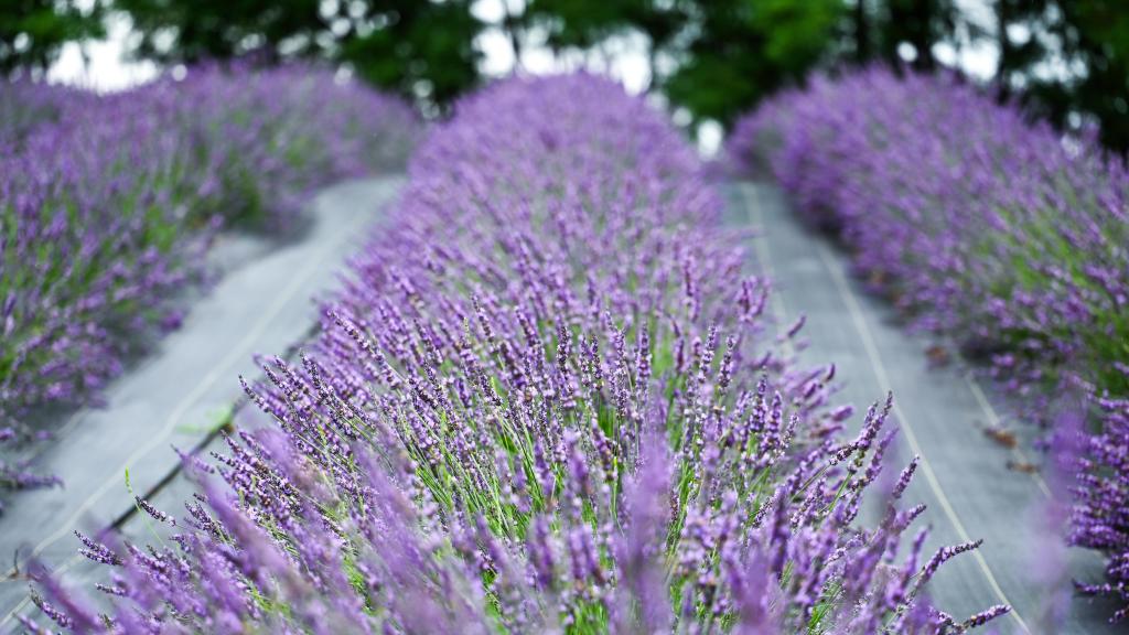 One of our Lavender Fields