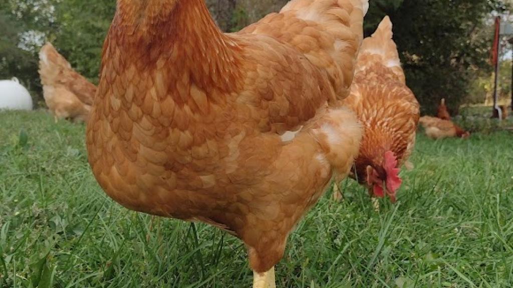 red laying hen out in the grass, enjoying her day